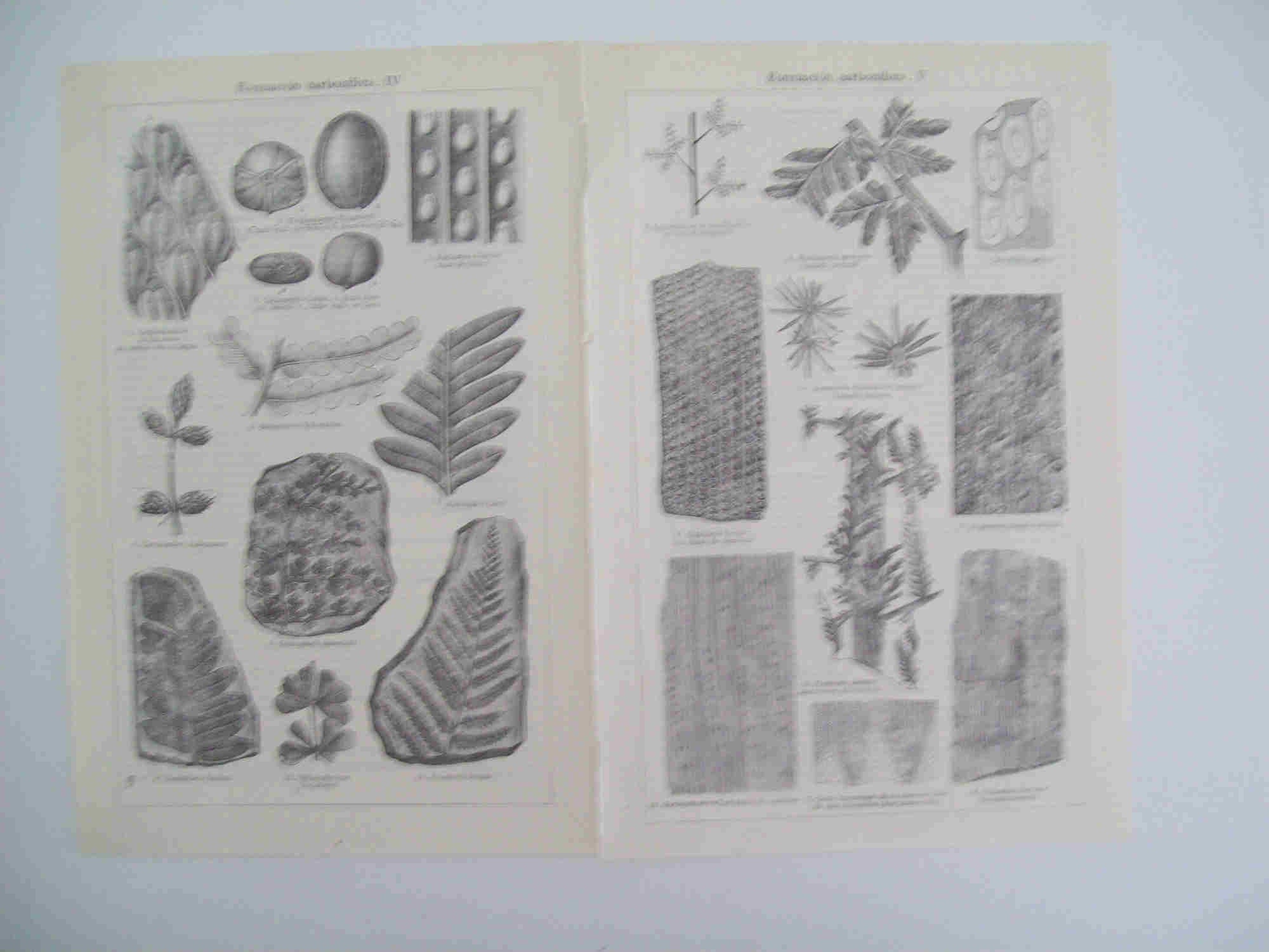 LAMINA ESPASA 28315: Formacion carbonifera II