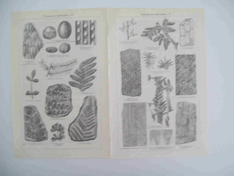 LAMINA ESPASA 28315: Formacion carbonifera II