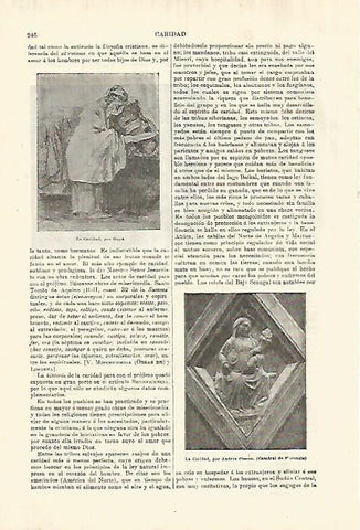 LAMINA ESPASA 28339: La Caridad por Goya