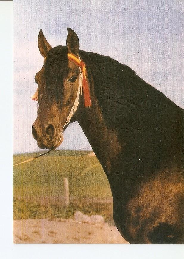 Postal 043419 : El caballo en Andalucia