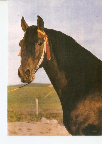 Postal 043419 : El caballo en Andalucia