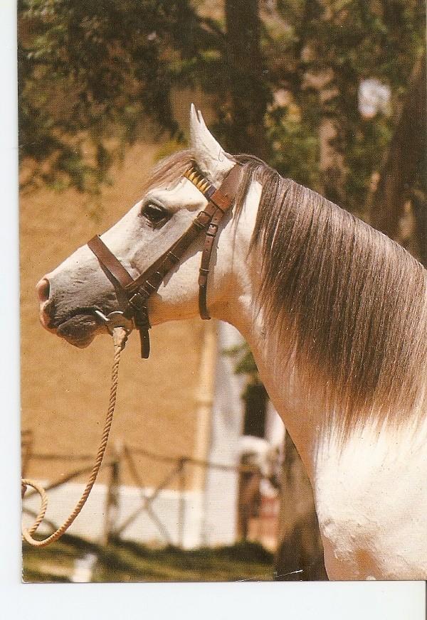 Postal 043421 : El caballo en Andalucia