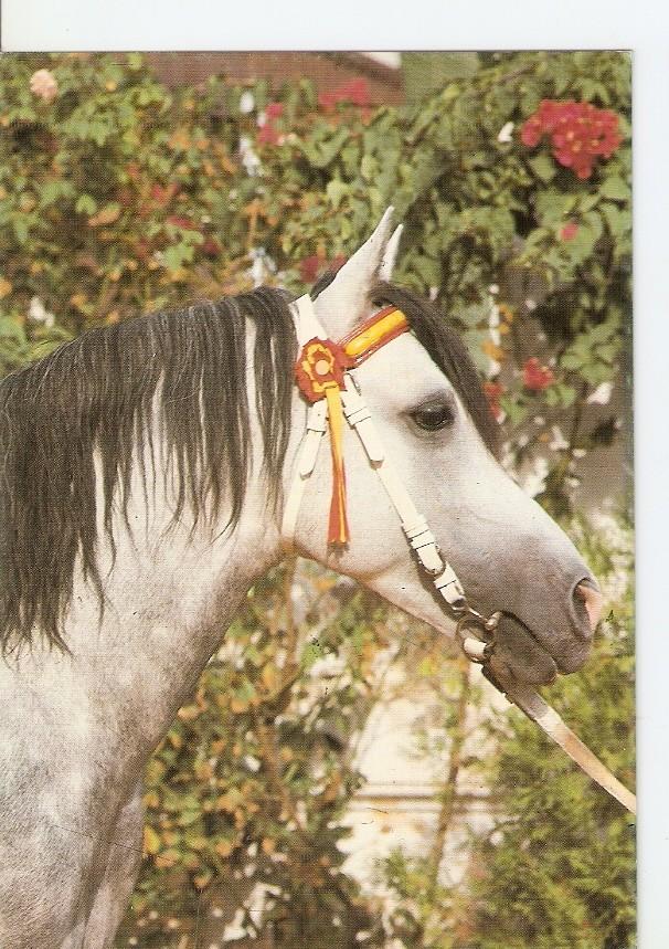 Postal 043426 : El caballo en Andalucia