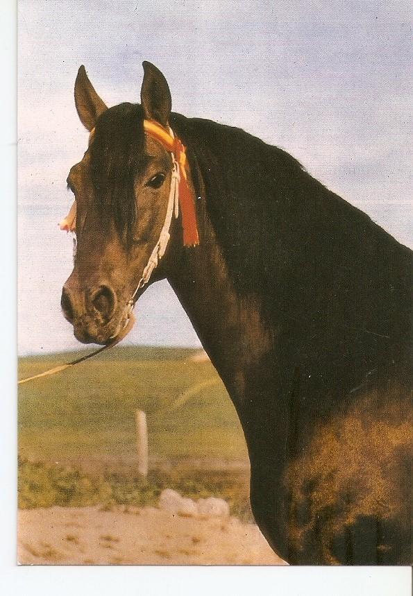 Postal 043433 : El caballo en Andalucia
