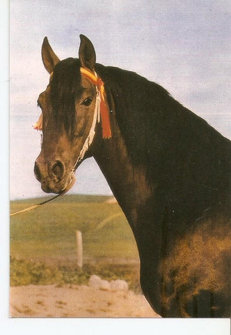 Postal 043433 : El caballo en Andalucia