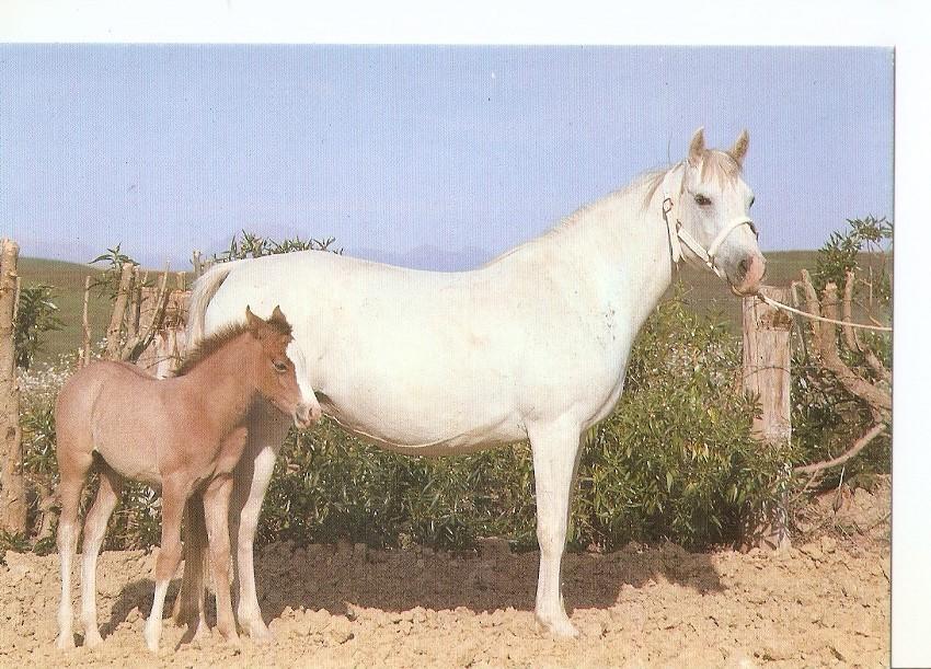 Postal 043438 : El caballo en Andalucia