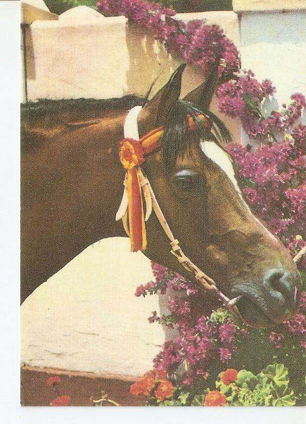 Postal 043425 : El caballo en Andalucia M y M