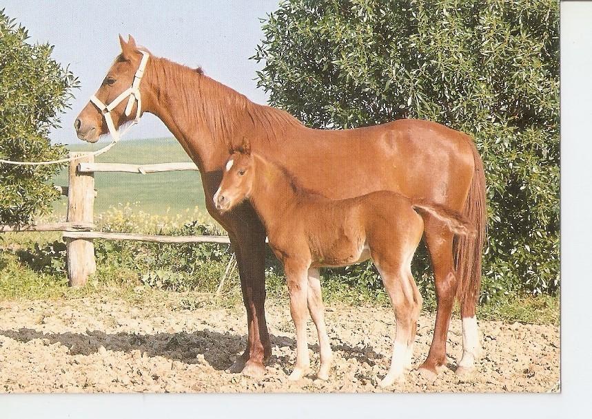 Postal 043442 : El caballo en Andalucia