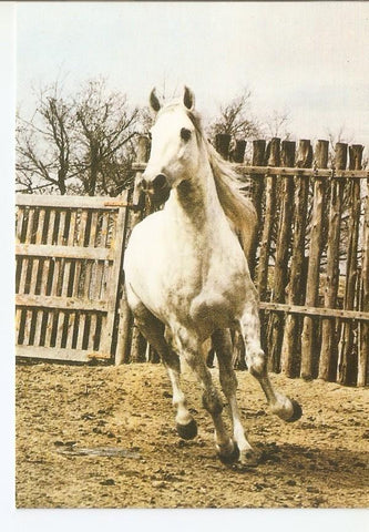 Postal 043422 : El caballo en Andalucia