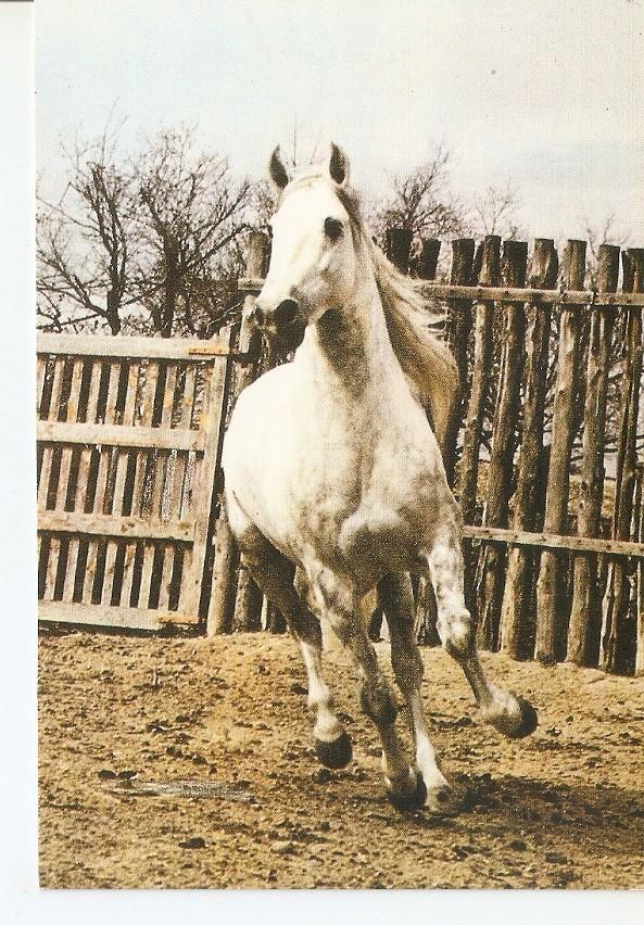 Postal 043431 : El caballo en Andalucia