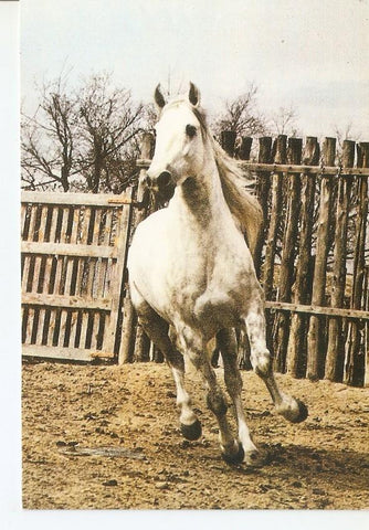 Postal 043431 : El caballo en Andalucia
