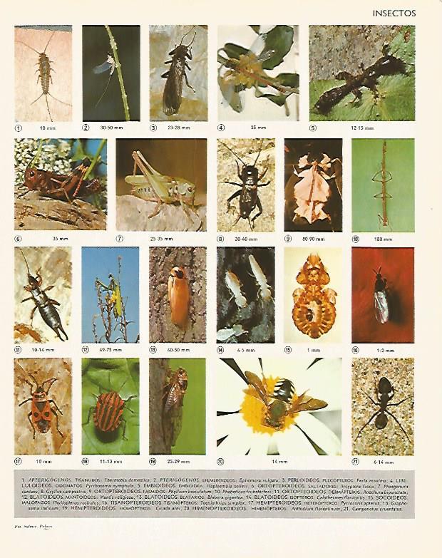 LAMINA LAROUSSE 70229: Insectos