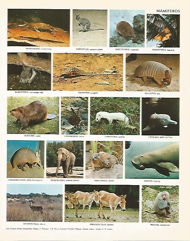LAMINA LAROUSSE 70253: Mamiferos