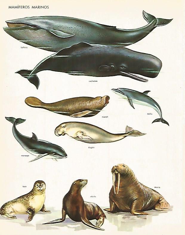 LAMINA LAROUSSE 70254: Mamiferos marinos