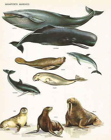 LAMINA LAROUSSE 70254: Mamiferos marinos