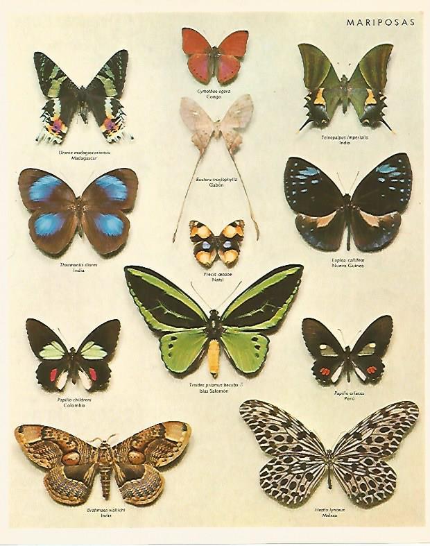 LAMINA LAROUSSE 70257: Mariposas