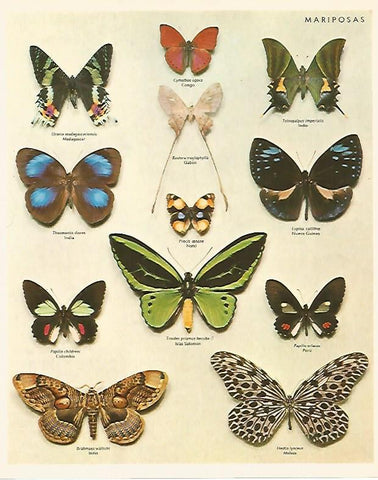 LAMINA LAROUSSE 70257: Mariposas