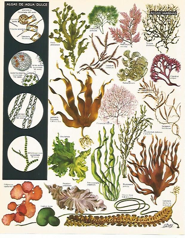 LAMINA LAROUSSE 70270: Algas marinas y de agua dulce