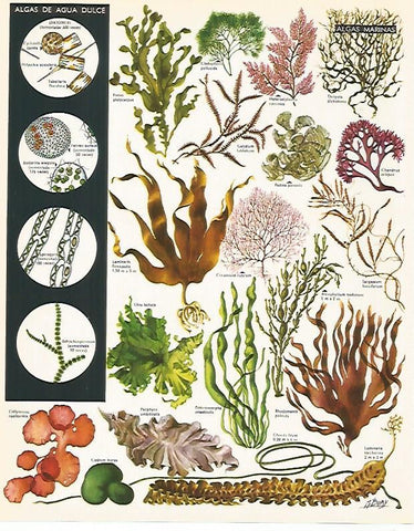 LAMINA LAROUSSE 70270: Algas marinas y de agua dulce