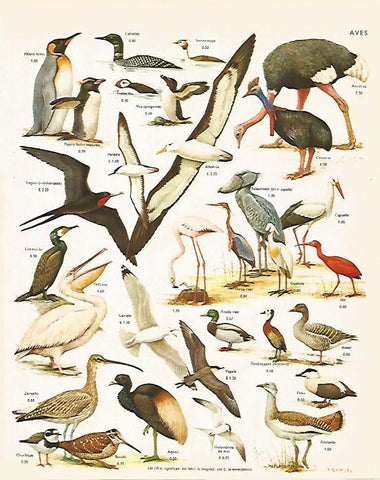 LAMINA LAROUSSE 70297: Aves