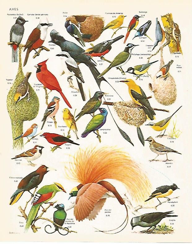 LAMINA LAROUSSE 70298: Especies de aves