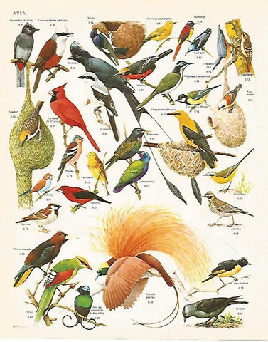 LAMINA LAROUSSE 70298: Especies de aves