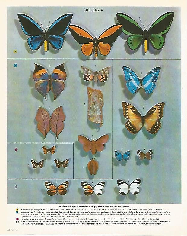 LAMINA LAROUSSE 70306: Mariposas