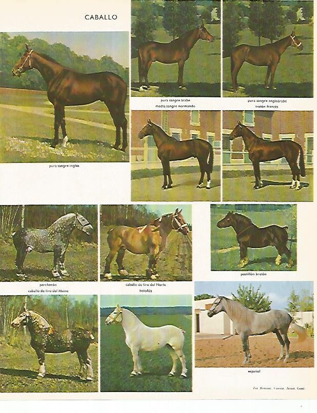 LAMINA LAROUSSE 70321: Caballo