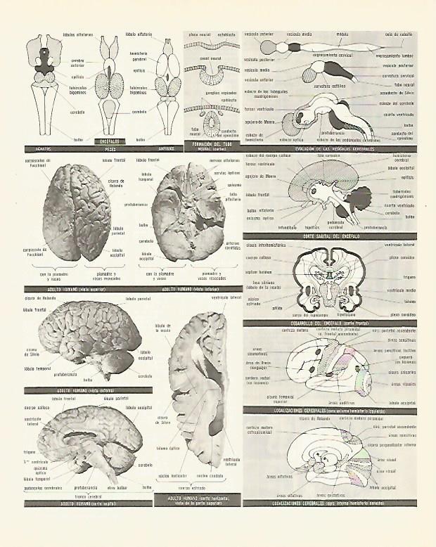 LAMINA LAROUSSE 70329: El cerebro humano