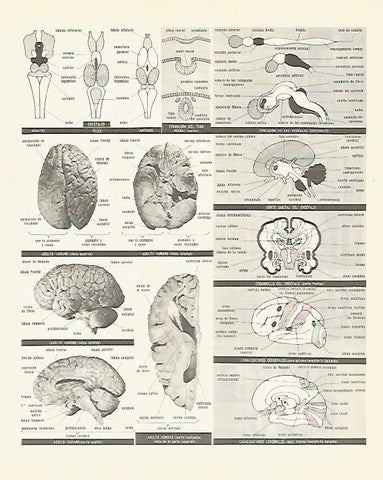 LAMINA LAROUSSE 70329: El cerebro humano