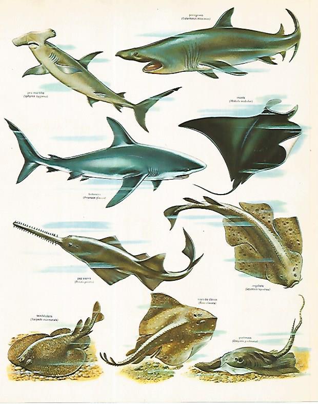 LAMINA LAROUSSE 70341:Depredadores marinos