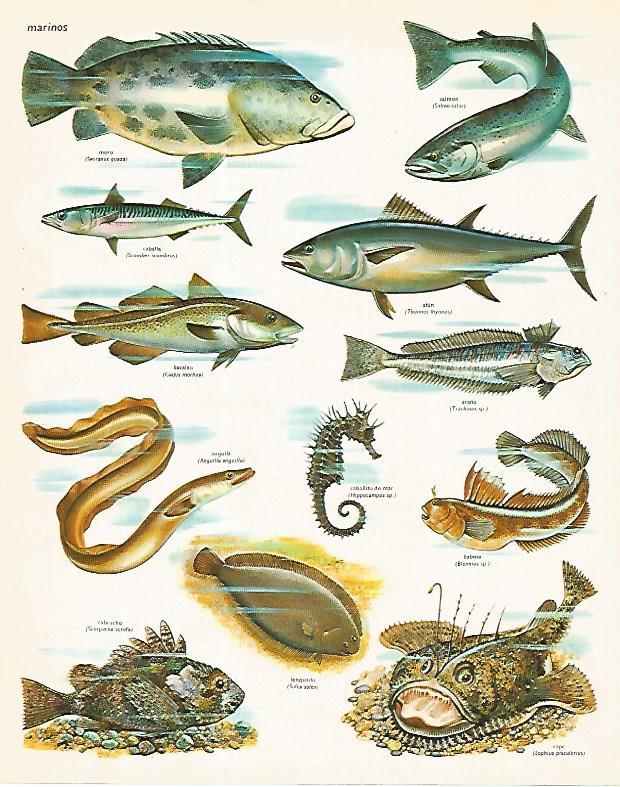 LAMINA LAROUSSE 70353: Peces marinos