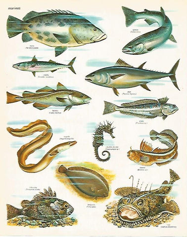 LAMINA LAROUSSE 70353: Peces marinos