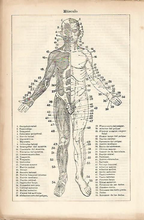 LAMINA ESPASA 10399: Musculos frontales del cuerpo humano
