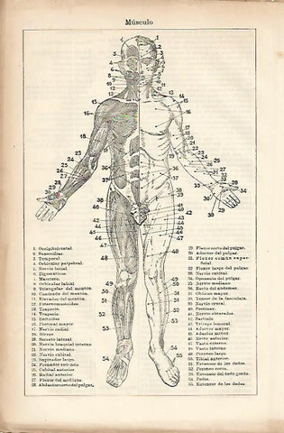 LAMINA ESPASA 10399: Musculos frontales del cuerpo humano