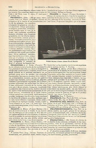 LAMINA ESPASA 10650: Modelo de prao joloano