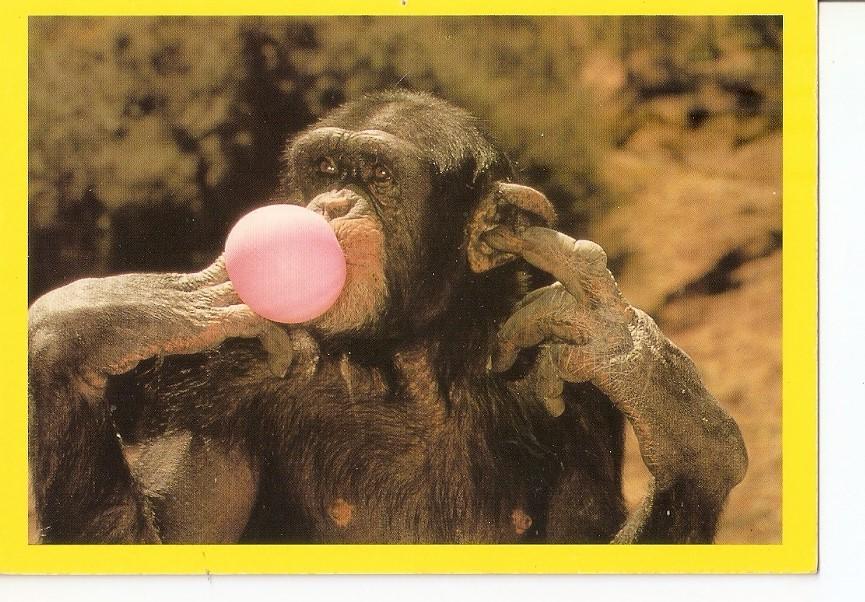 Postal 033286 : Karanja with Bubblegum