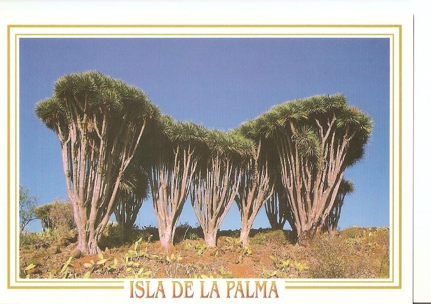 Postal 041483 : Dragos. Las Tricias - Garafia. Isla de La Palma