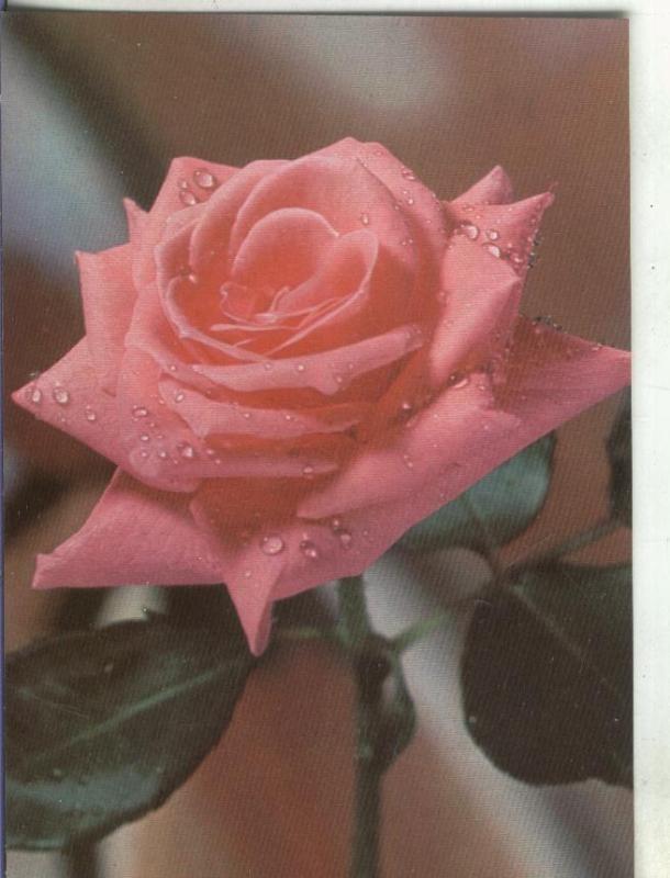 Postal 00955: Rosa