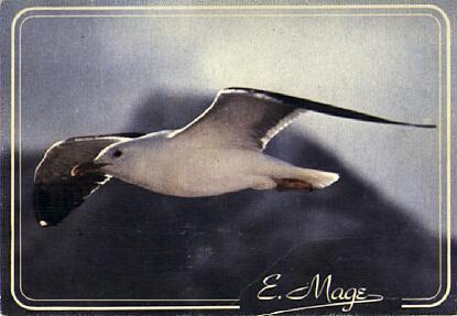 POSTAL 56816: Regard sur le Littoral de la Mer du Nord et de la Manche