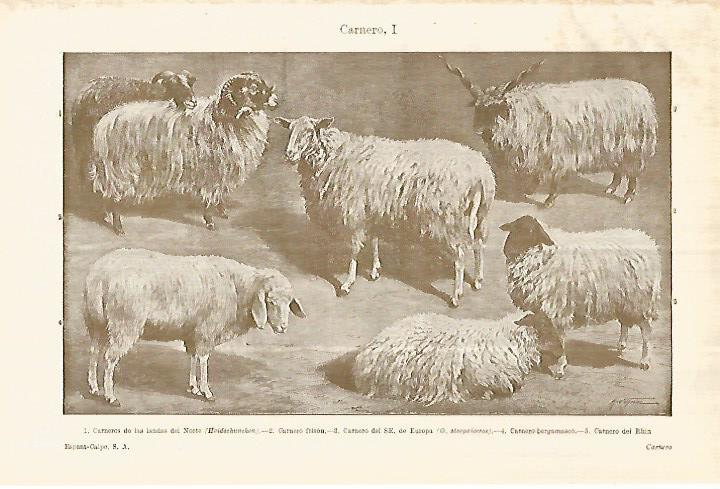 LAMINA ESPASA 28383: Carnero