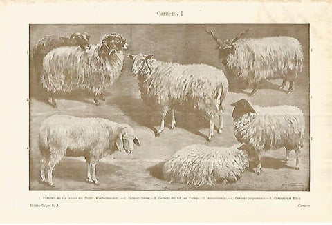 LAMINA ESPASA 28383: Carnero