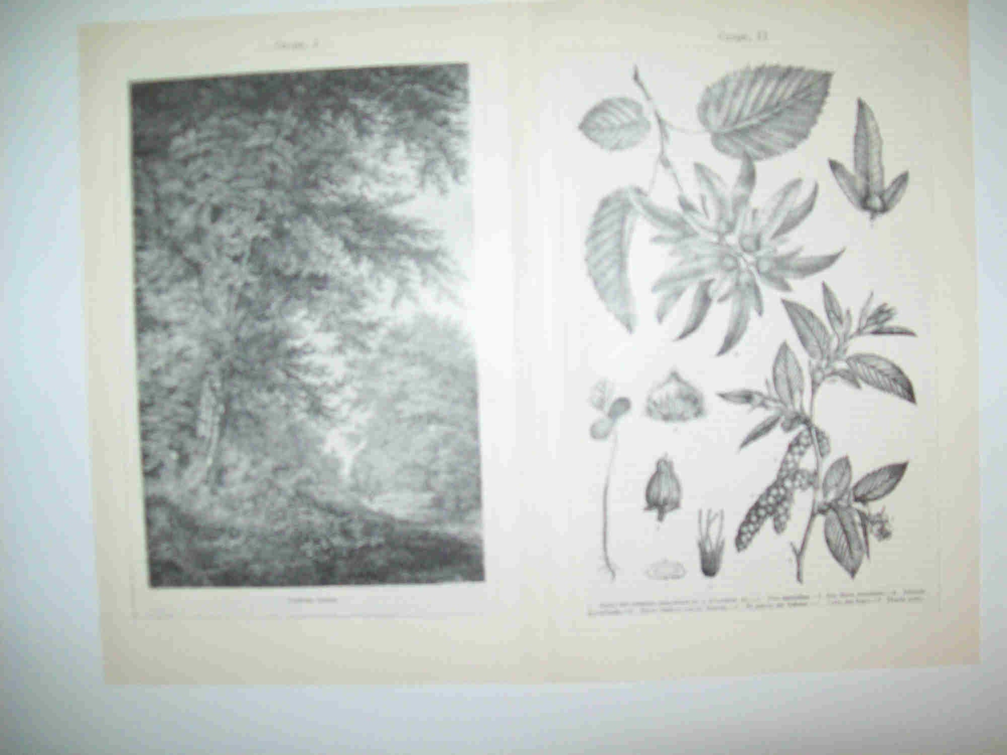 LAMINA ESPASA 28396: Carpe o Carpinus betulus