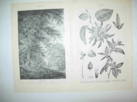 LAMINA ESPASA 28396: Carpe o Carpinus betulus