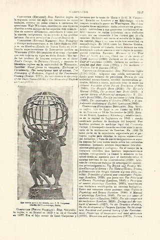 LAMINA ESPASA 28397: Las cuatro partes del mundo por Carpeaux