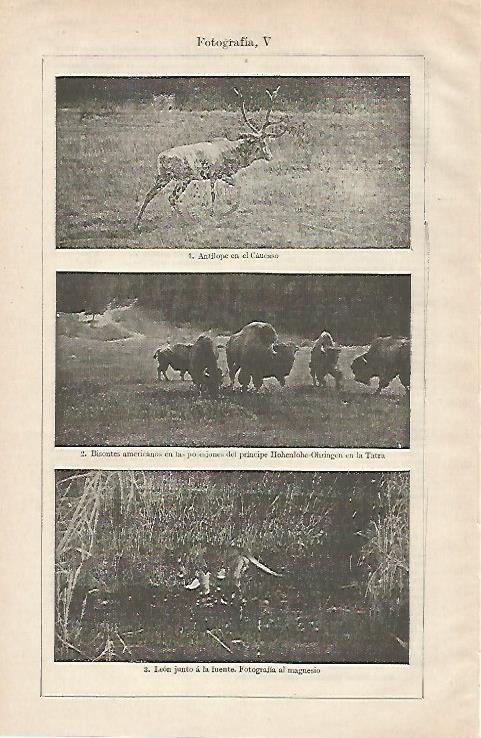 LAMINA ESPASA 28506: Antilope bisontes y leon