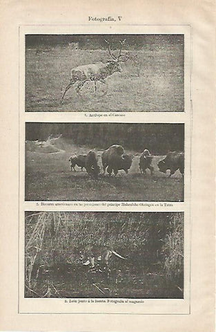 LAMINA ESPASA 28506: Antilope bisontes y leon