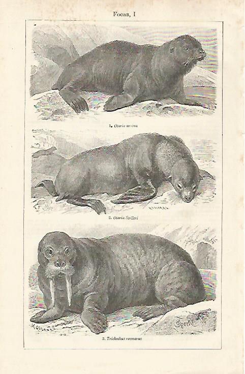 LAMINA ESPASA 28528: Focas
