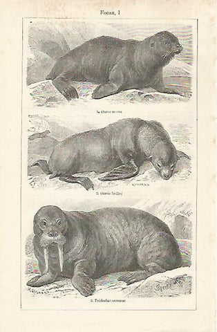 LAMINA ESPASA 28528: Focas