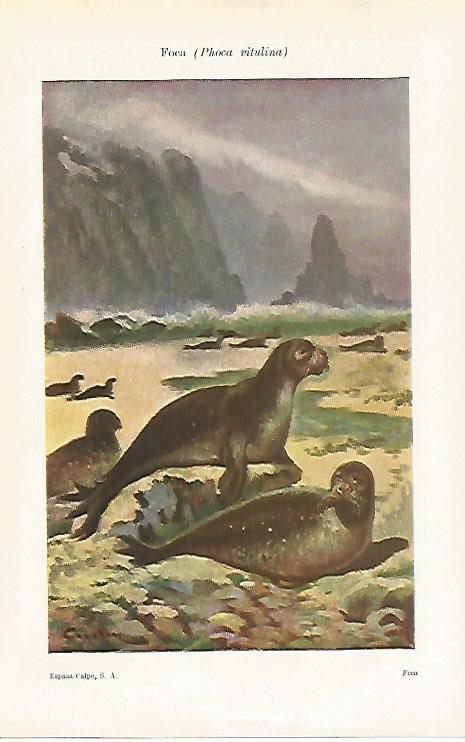 LAMINA ESPASA 28529: Phoca vitulina o foca